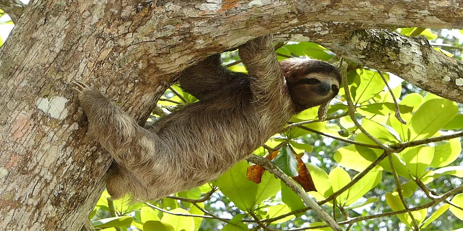 Brown sloth clinging to tree branch among green leaves in tropical forest habitat.
