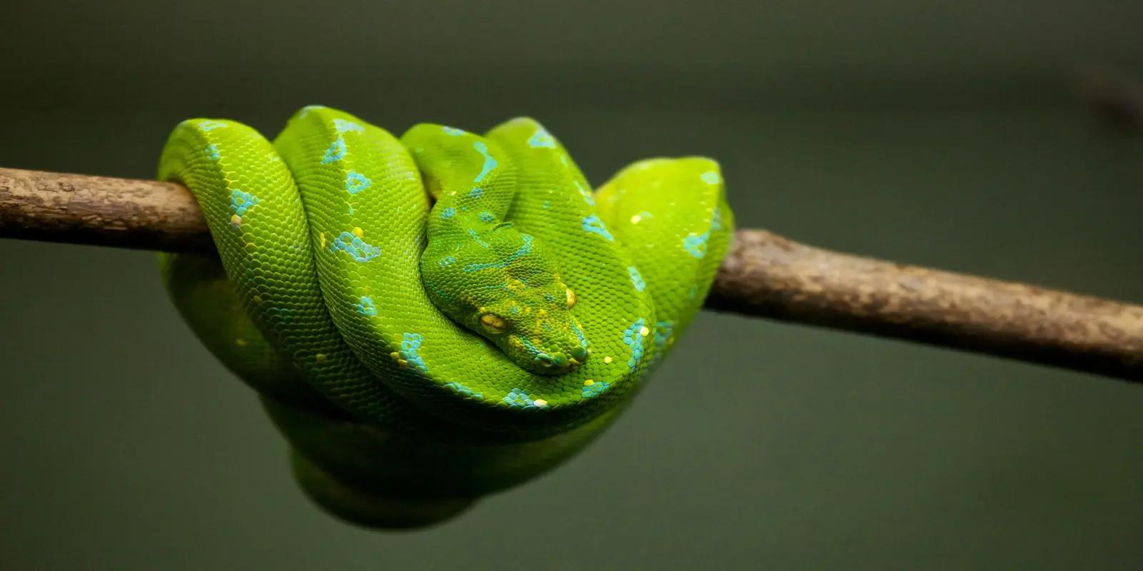 Bright green tree python coiled around wooden branch against dark background.