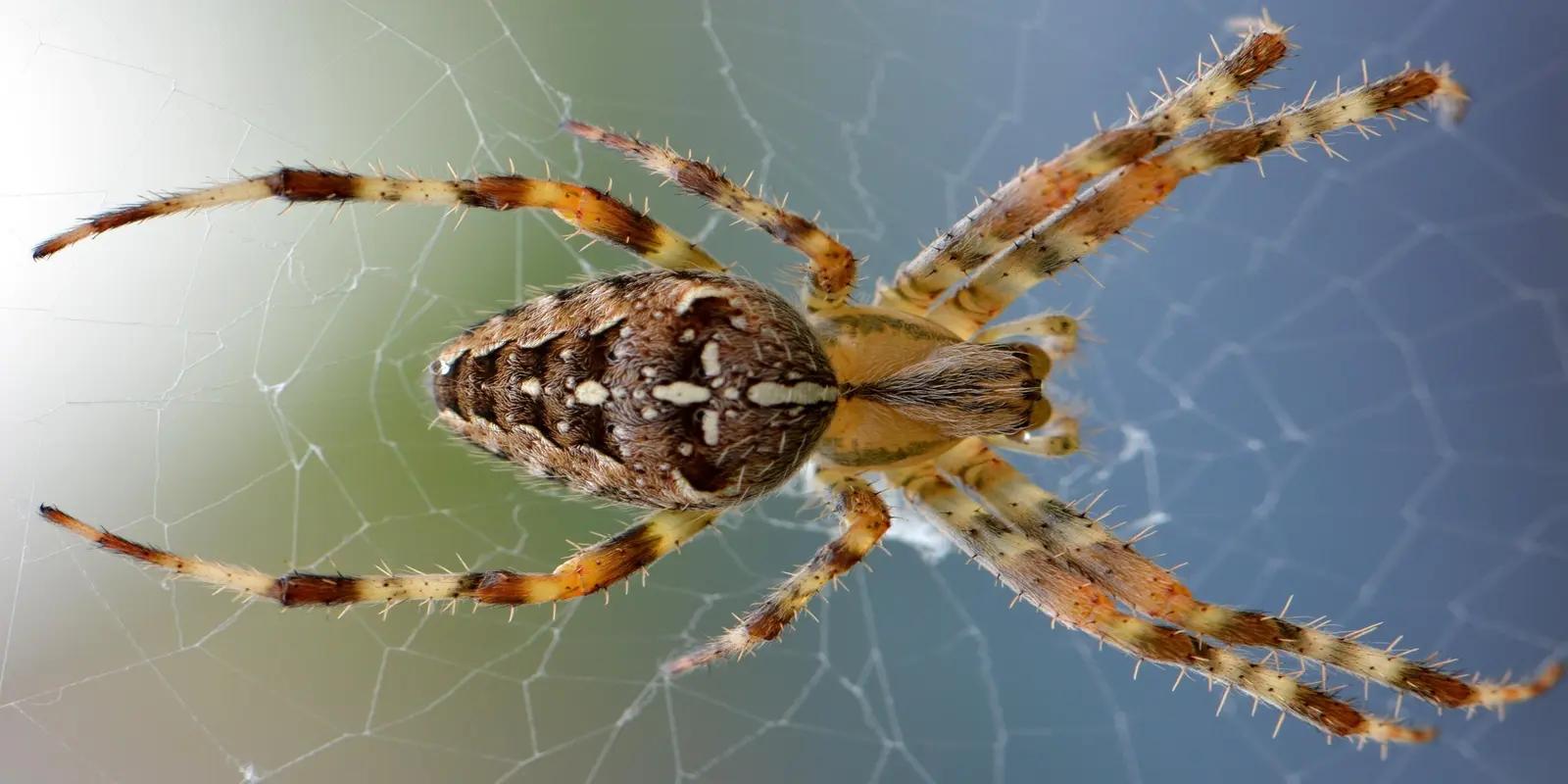 Garden spider with distinctive cross pattern on abdomen on web against blurred blue background.