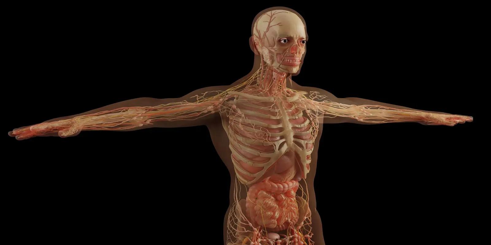 Anatomical visualization of human body showing transparent skin with visible skeletal structure and internal organs.