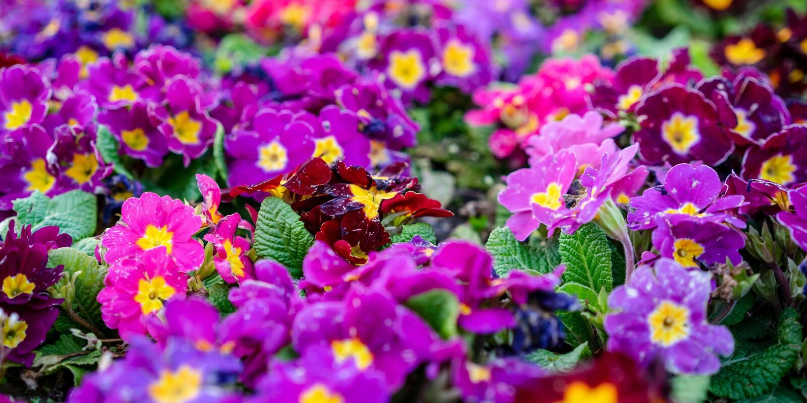 Vibrant display of primrose flowers in purple, pink, and deep red shades with bright yellow centers.