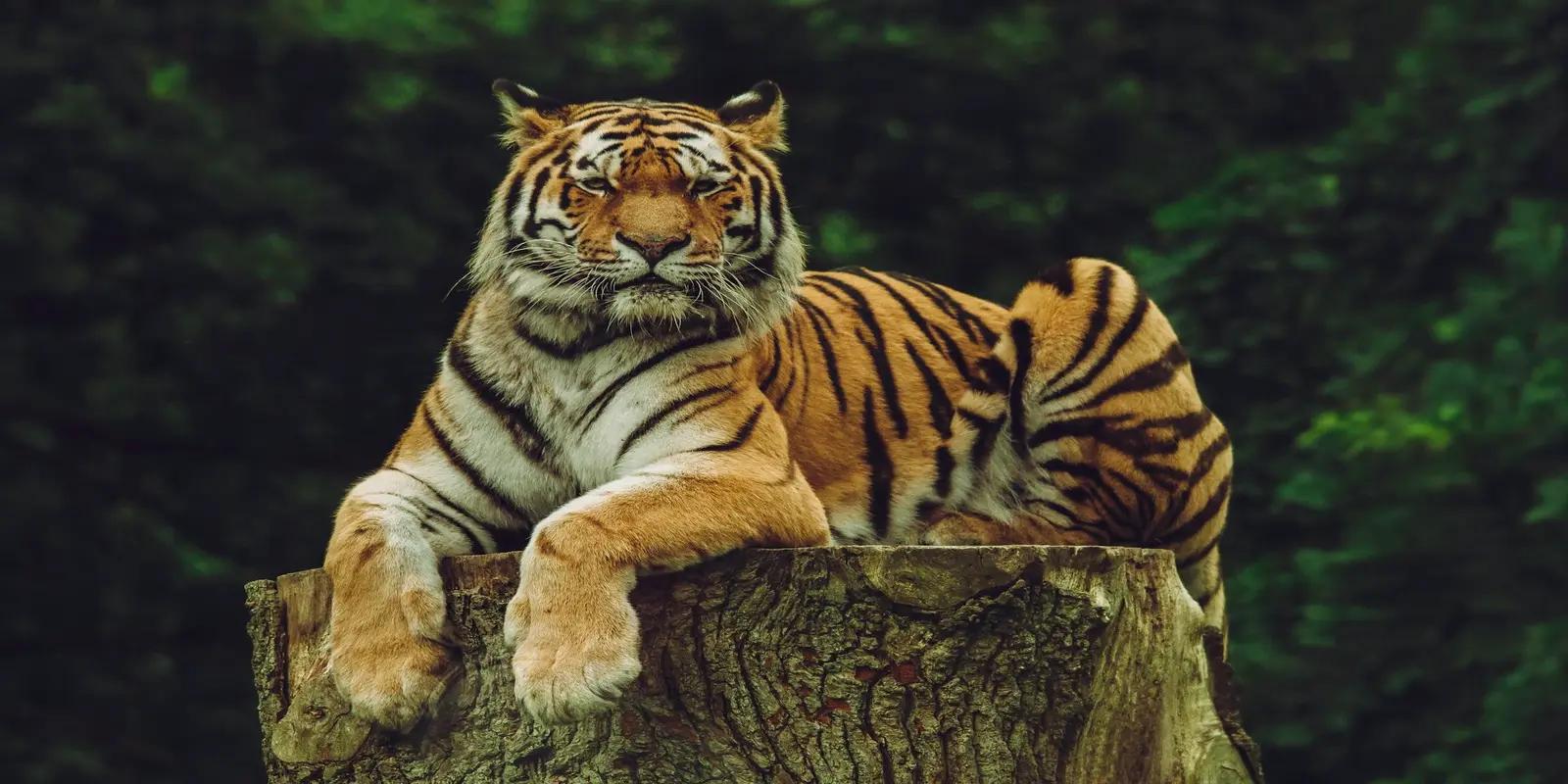 Tiger resting on tree stump with orange and black striped coat against green foliage background.