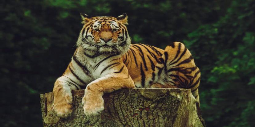 Tigers