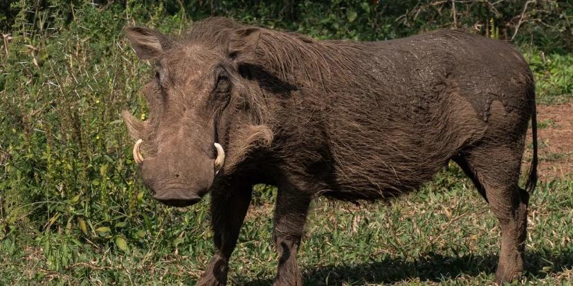 Warthogs