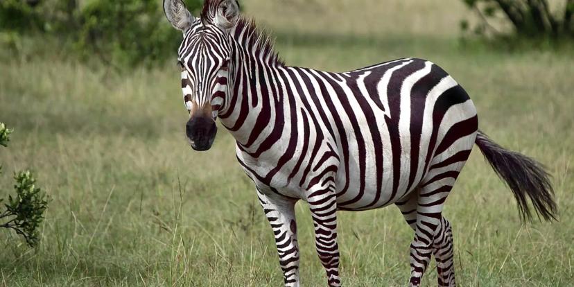 Zebras