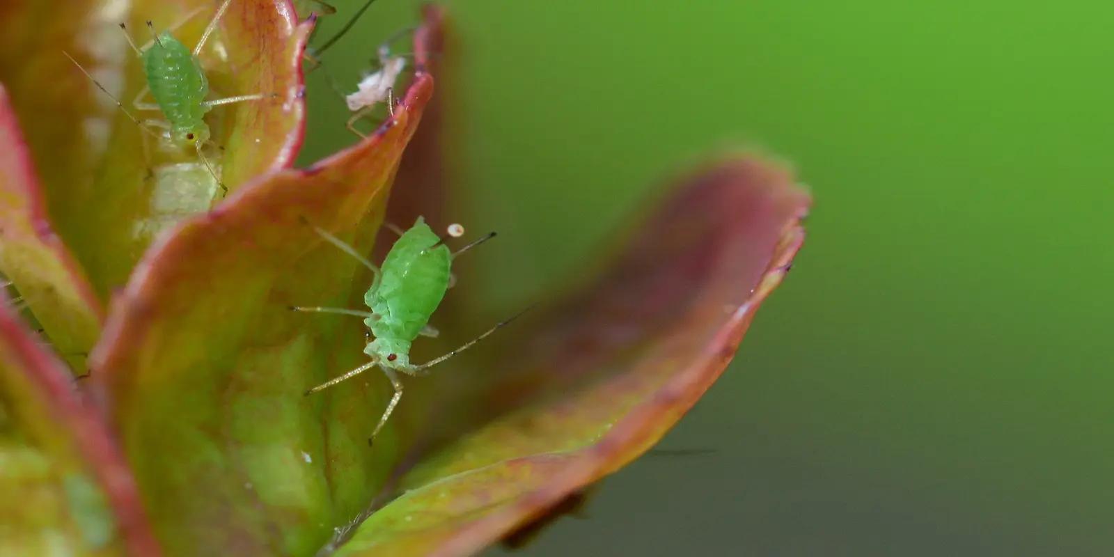 Close-up macro photograph of green aphids resting on a vibrant leaf.