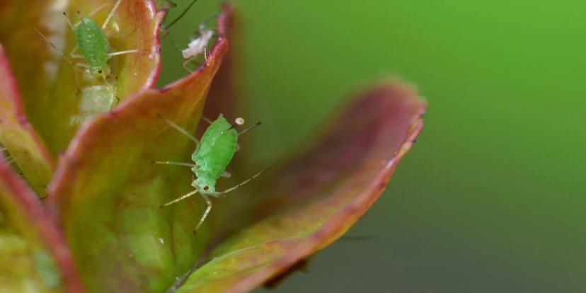 Aphids