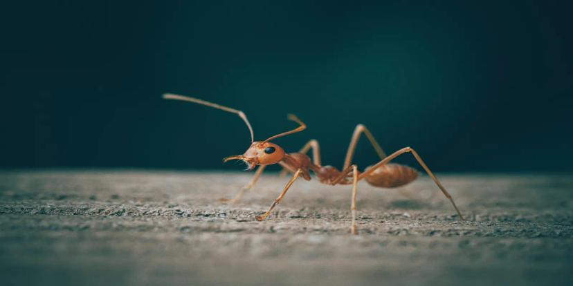 Army Ants