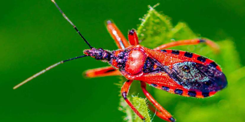 Assassin Bugs