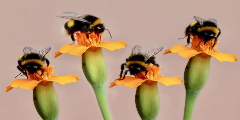 Bumblebees