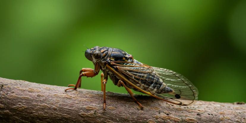 Cicadas