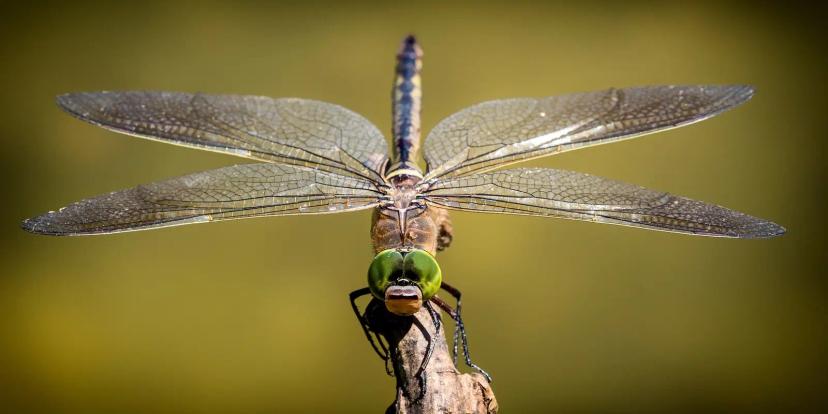 Dragonflies