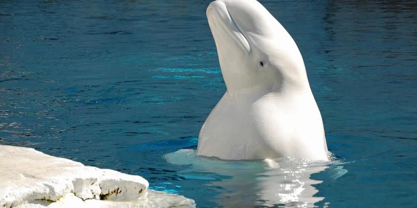 Beluga Whales