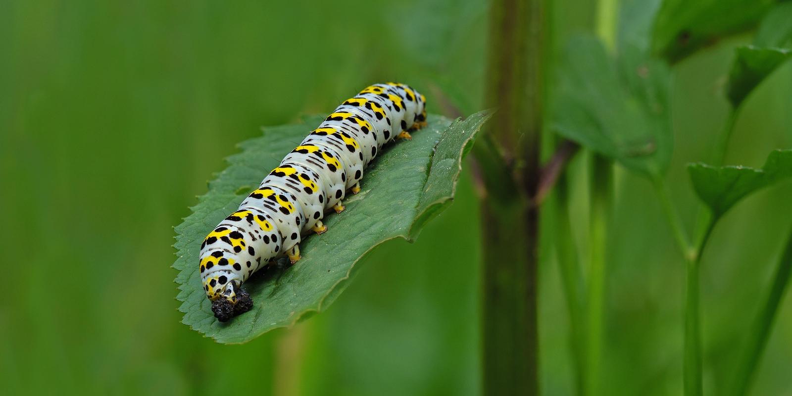 Close-up of a caterpillar with black and yellow spots on a green leaf.