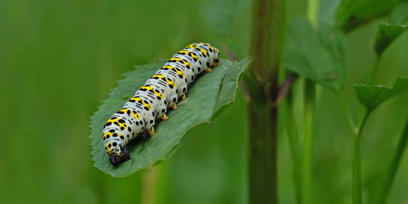 Caterpillars