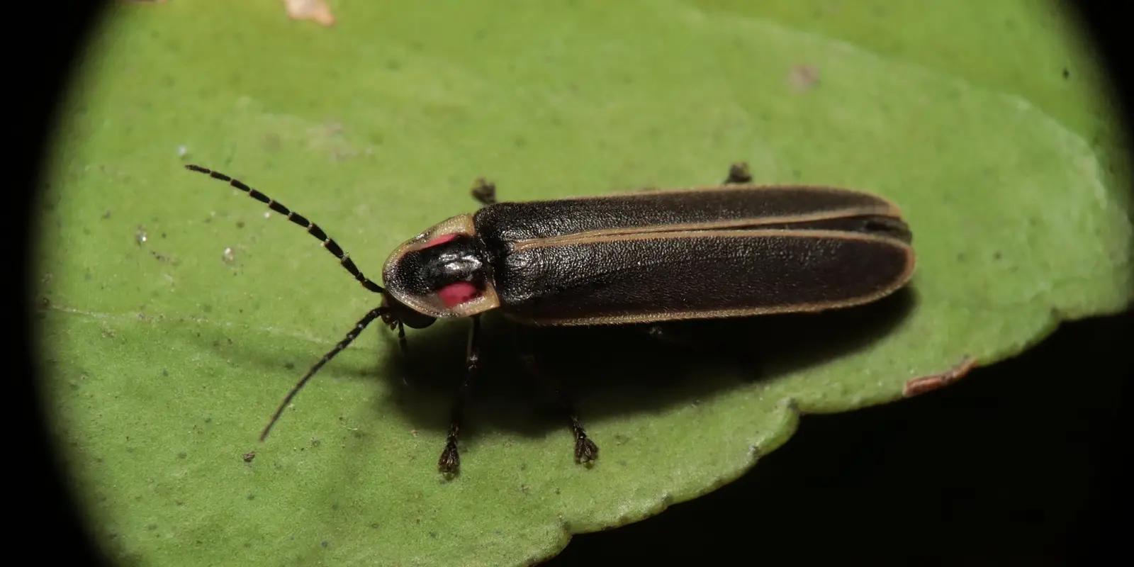 Close-up of a dark firefly with red markings on a green leaf.