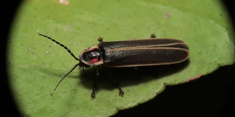 Fireflies (Lightning Bugs)