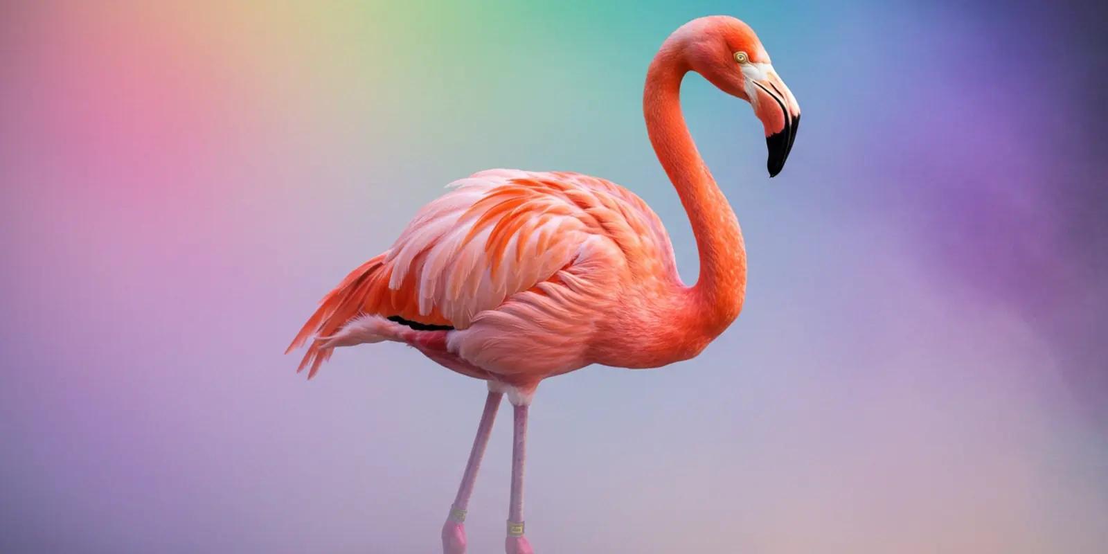 Pink flamingo standing against a soft, multicolored gradient background.