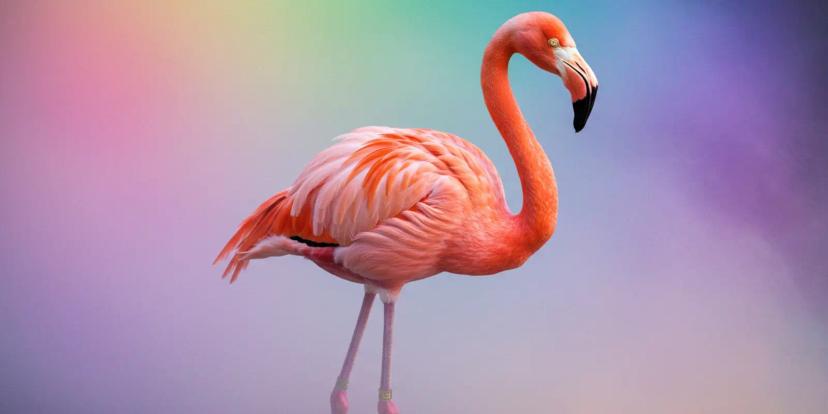 Flamingos