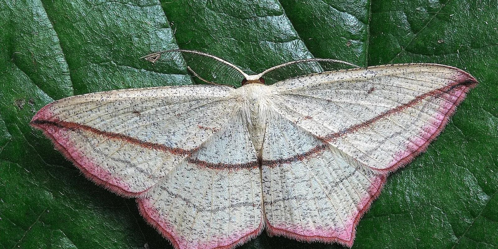 Close-up of a moth with pink edges and detailed patterns resting on a textured leaf.