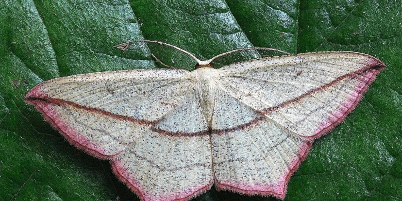 Moths