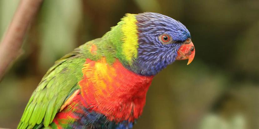Parrots