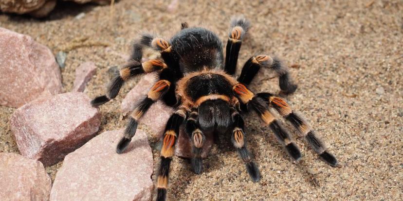 Tarantulas