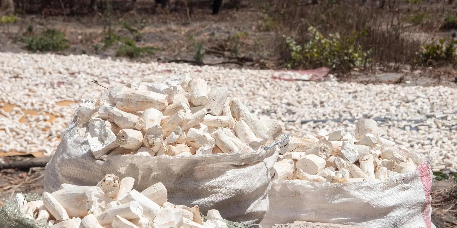 Bags filled with dried cassava pieces, with more cassava spread out on the ground to dry under the sun.