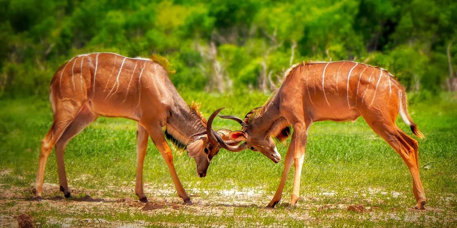 Two male antelopes locking horns in a grassy savanna, possibly engaging in a dominance battle. Their striped coats and twisted horns suggest they may be kudu, a species native to Africa. The lush green background contrasts with their tawny brown fur.