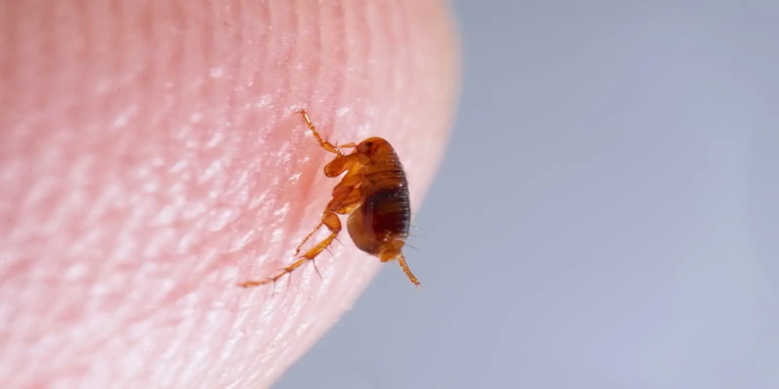 Close-up of a flea on human skin.