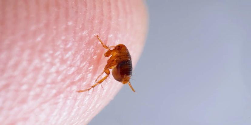 Fleas