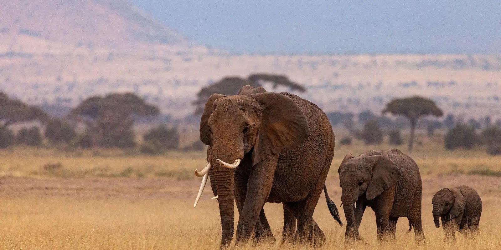 An African elephant with two baby elephants walking through a golden grassland, with mountains and trees in the background.