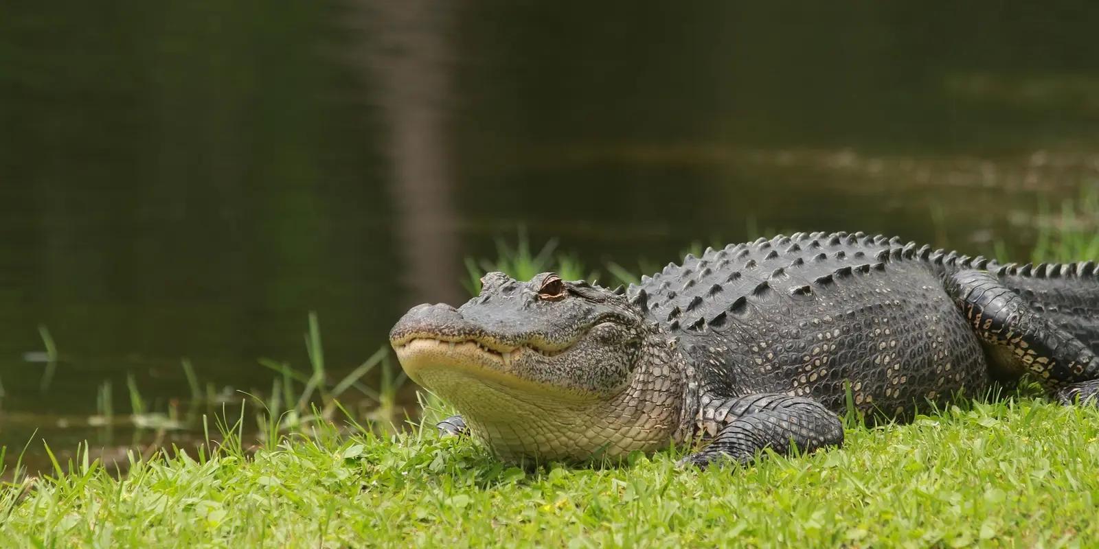 An alligator resting on green grass near a body of water, its dark, armored scales glistening in the light.