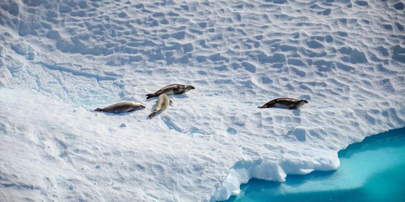 Antarctica (Continent)