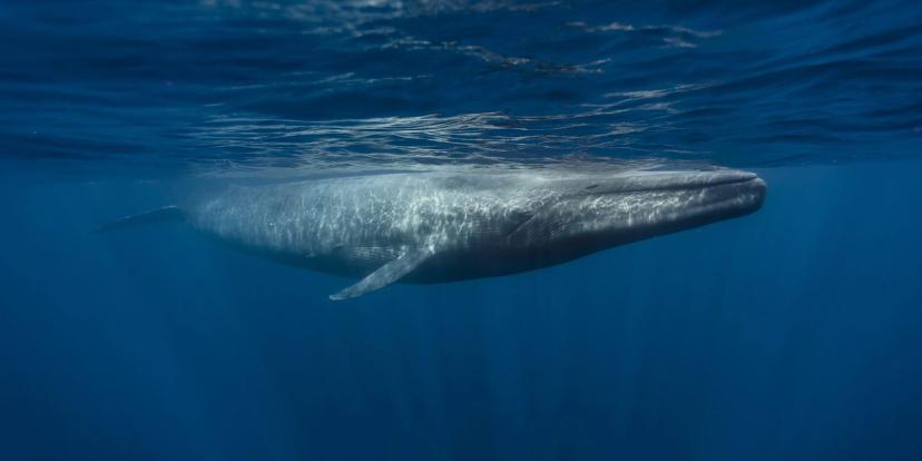Blue Whales