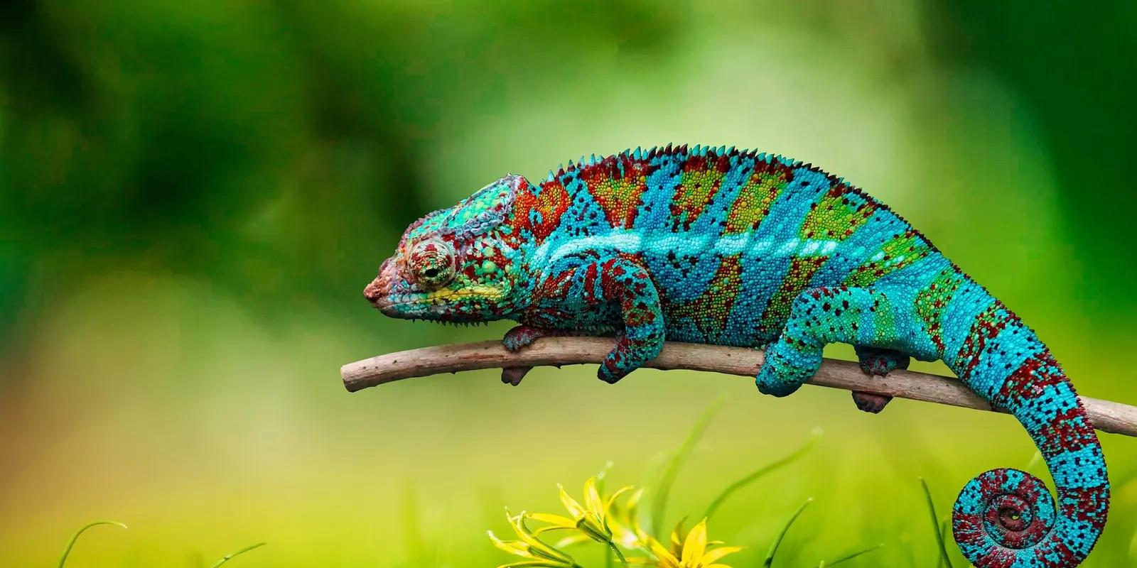 brightly colored chameleon with shades of blue, red, and green clings to a thin branch against a blurred green background.