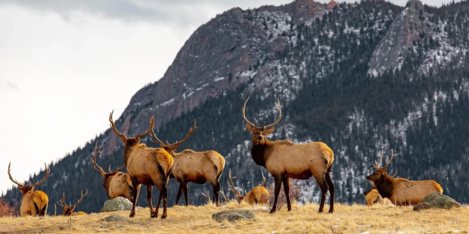 Elk herd with antlers grazing in a Colorado mountain meadow against snow-dusted peaks in winter.