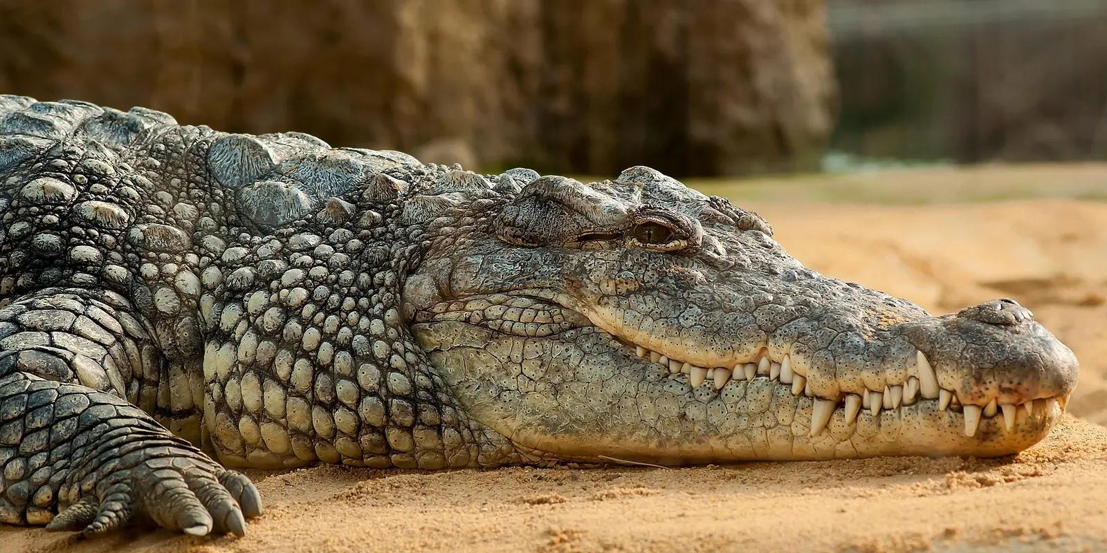 A close-up of a crocodile resting on sandy ground, showing its rough scales, sharp teeth, and relaxed posture.