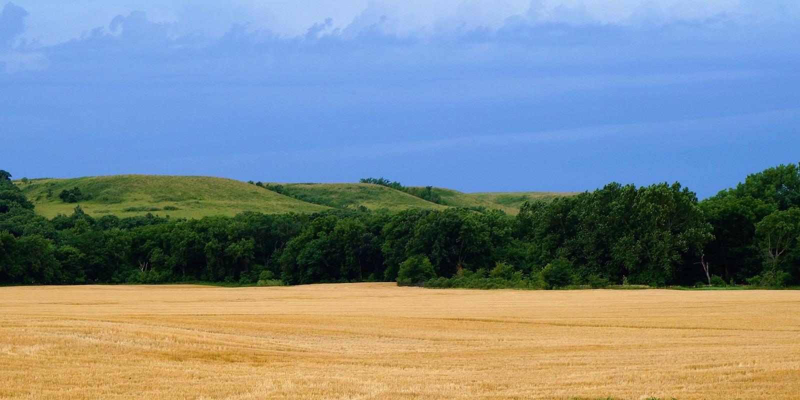 Golden wheat field with rolling hills and forest line in rural Kansas landscape under a dramatic blue sky.