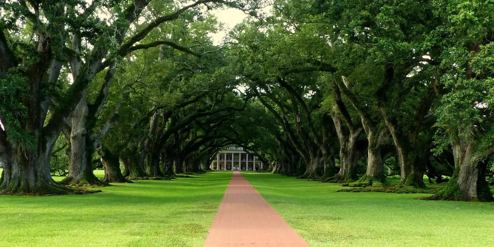 Oak Alley Plantation in Louisiana with its iconic path lined by ancient oak trees leading to the historic mansion.