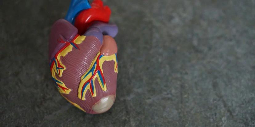 Heart