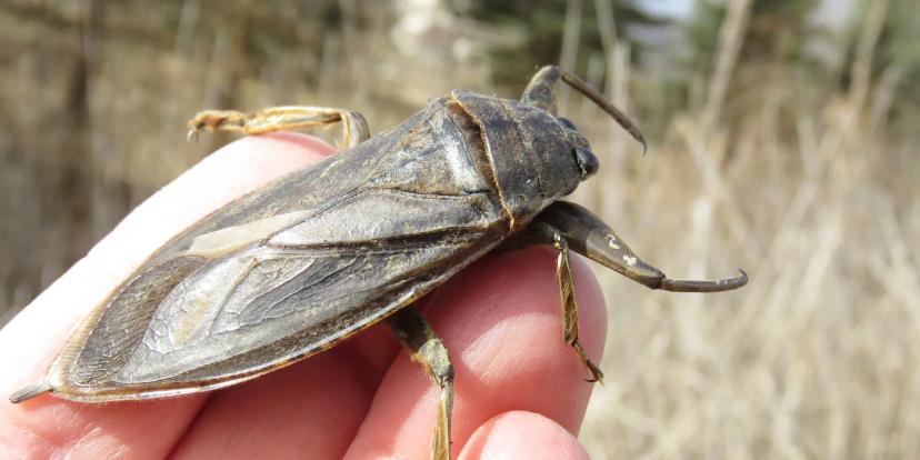 Giant Water Bugs