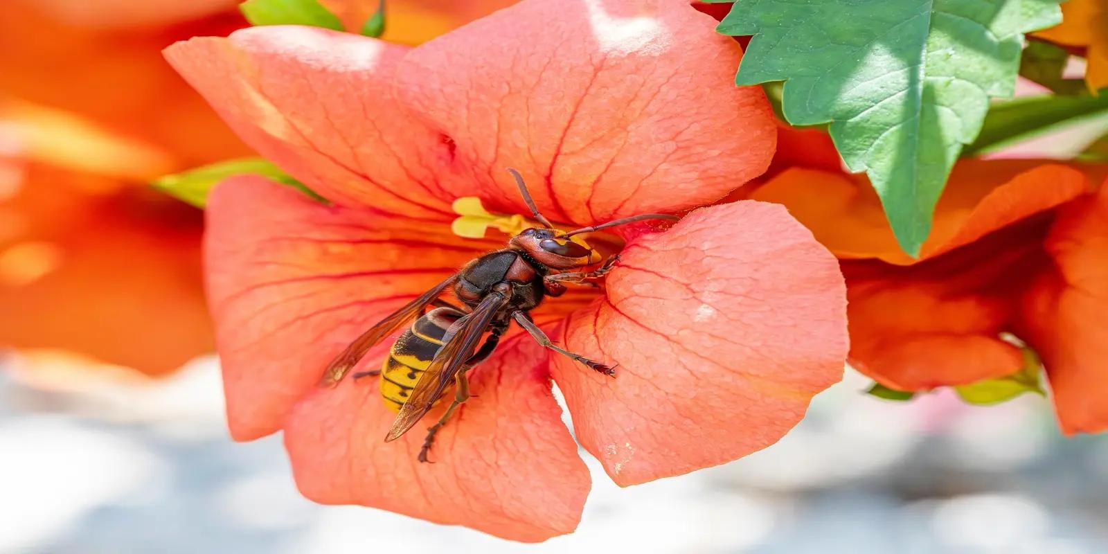 Close-up of a hornet on an orange flower, collecting nectar.