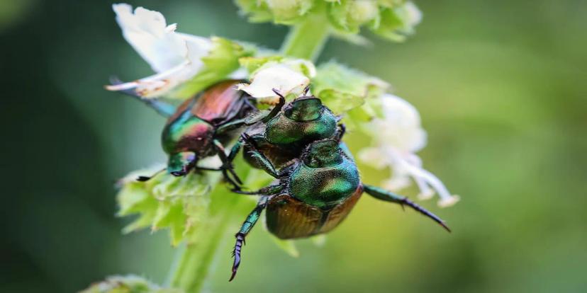 June Bugs