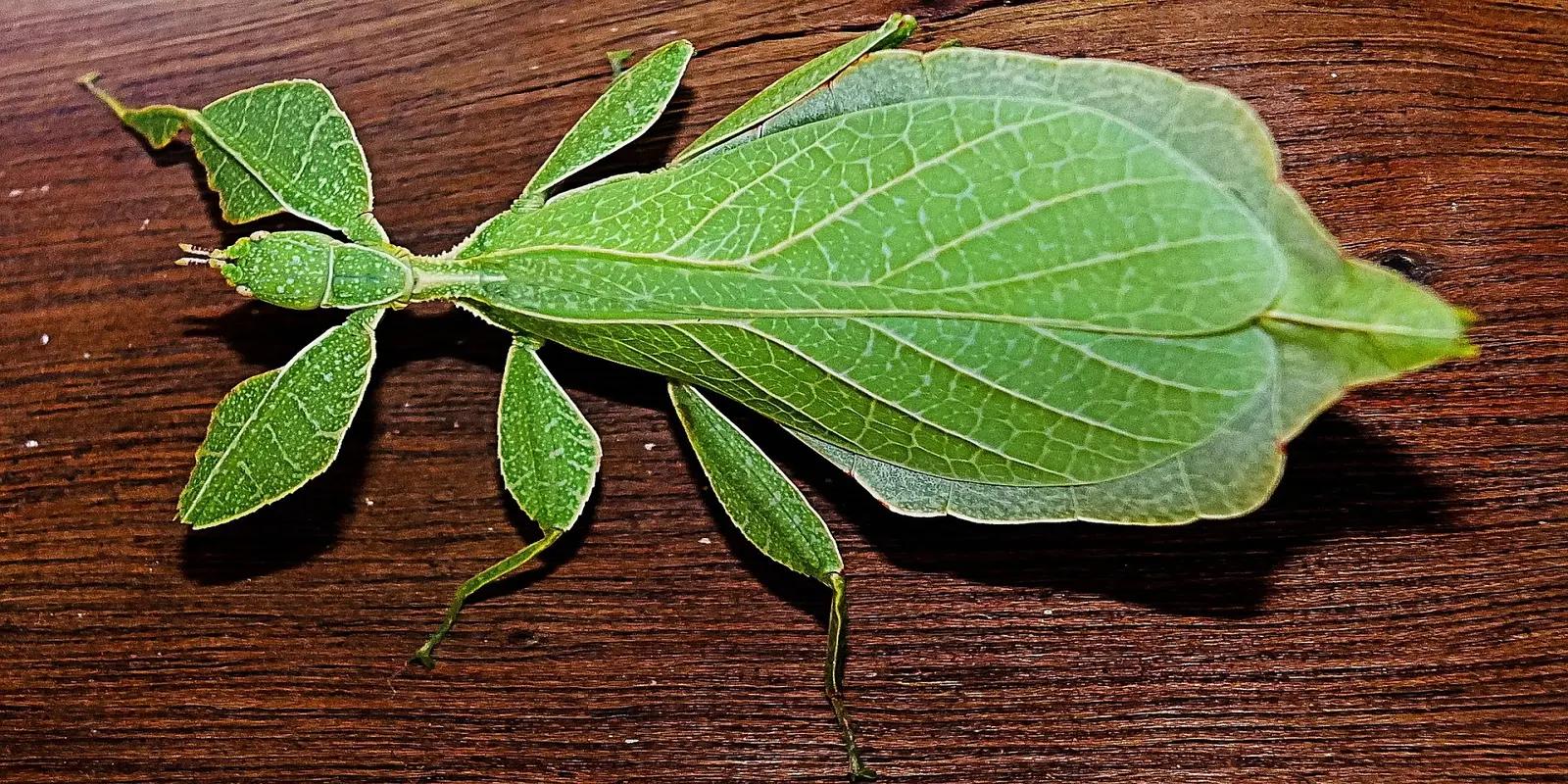 A close-up of a leaf insect on a wooden surface, showcasing its green, leaf-like body and intricate vein patterns.