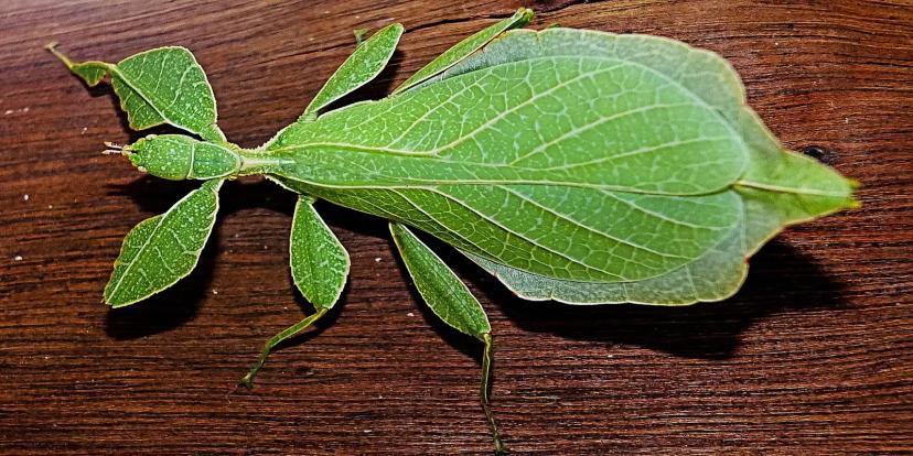 Leaf Insects