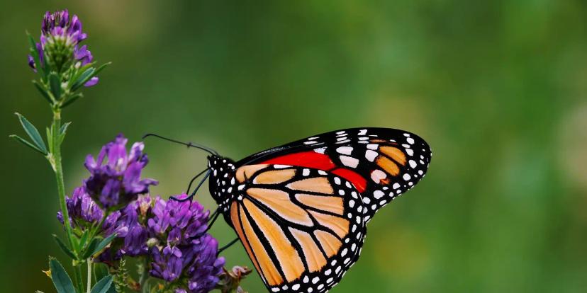 Monarch Butterflies