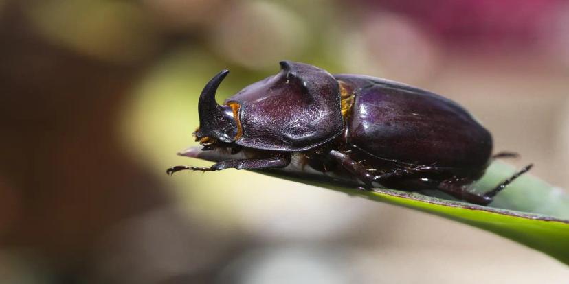Rhinoceros Beetles