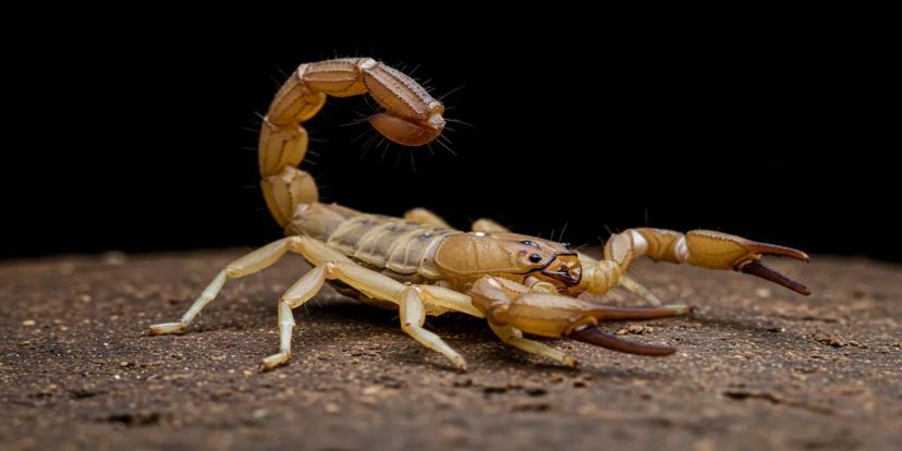 Scorpions