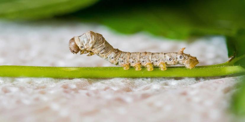 Silkworms